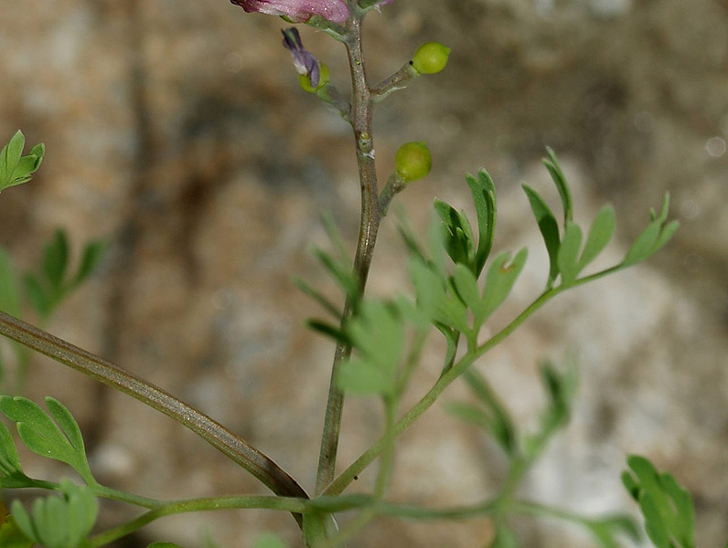 Fumaria officinalis subsp. wirtgenii / Fumaria di Wirtgen